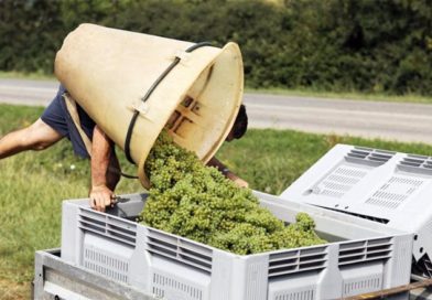 Ord og uttrykk fra vinens verden del 2 Ord og uttrykk om vin del 2